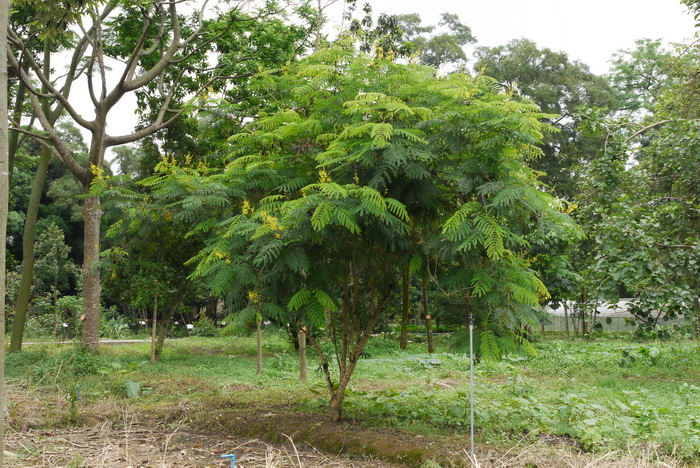 Pohon Sepang